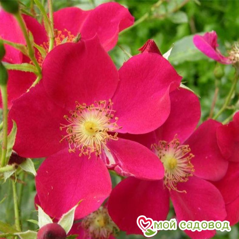 Роза Перпл Хейз