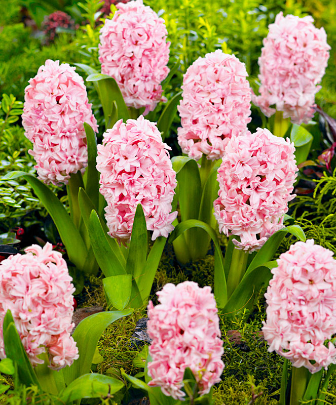 Гиацинты Принц оф Лав