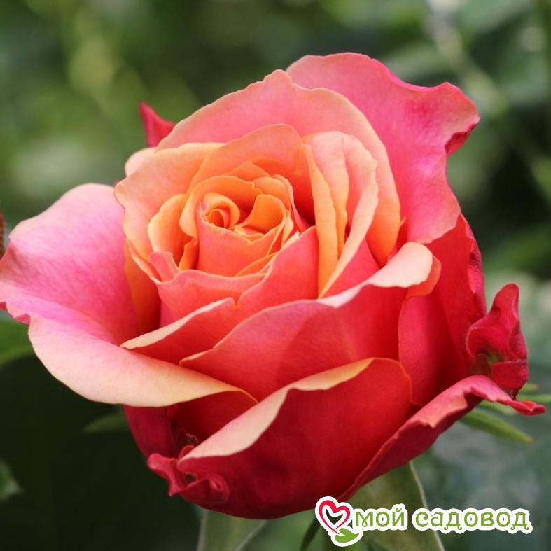 Роза чайно-гибридная Черри Бренди