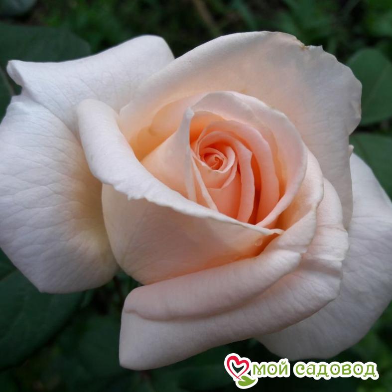 Роза Осиана