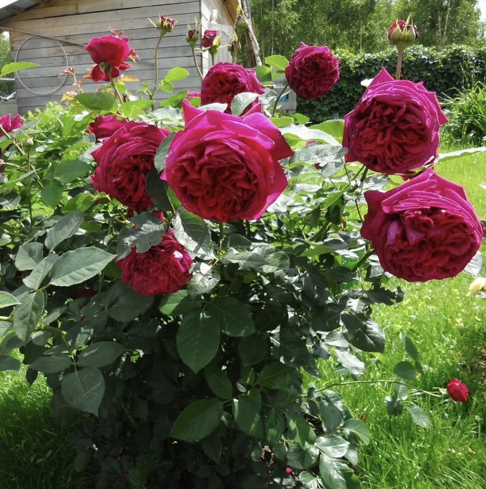 Роза Фальстаф