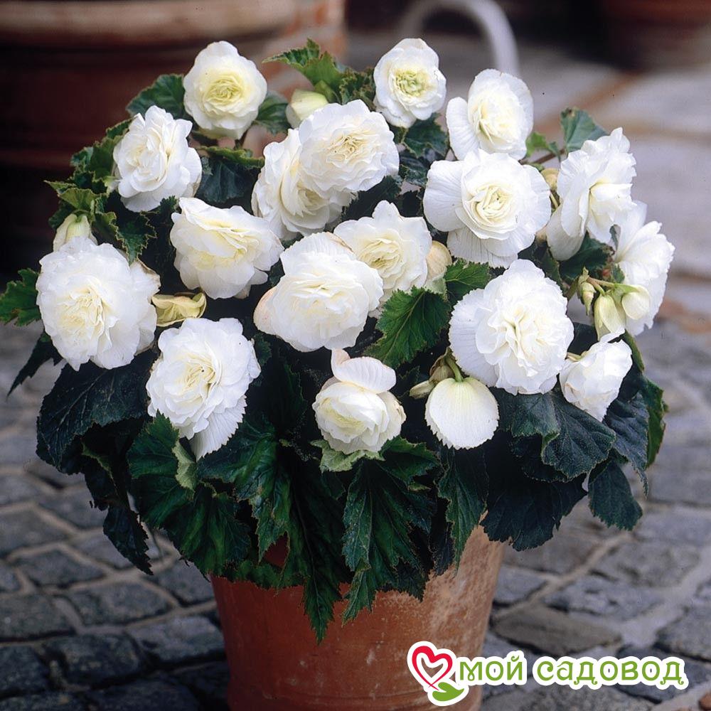 Бегония Дабл Вайт