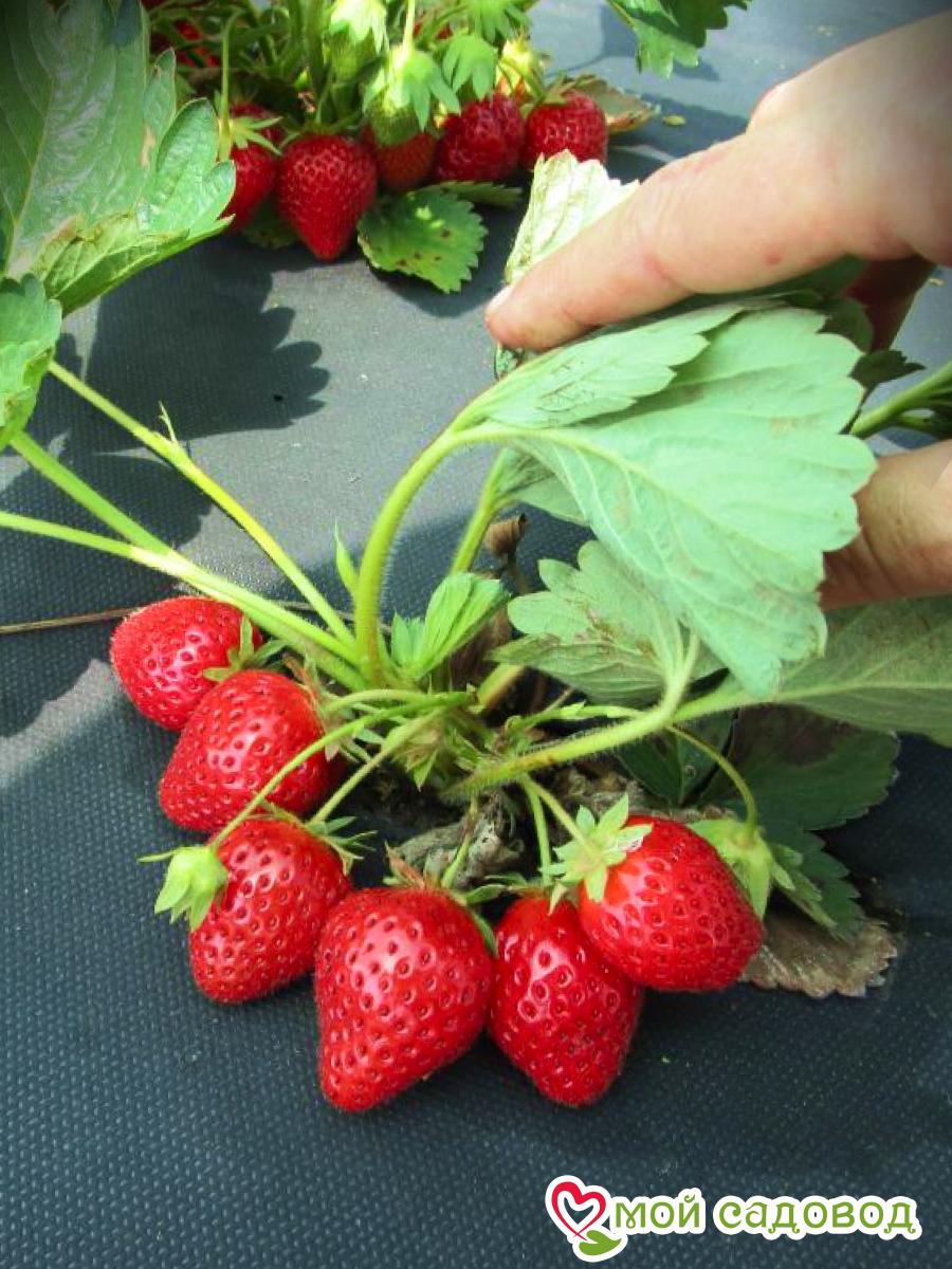 Клубника Сопрано ремонтантная