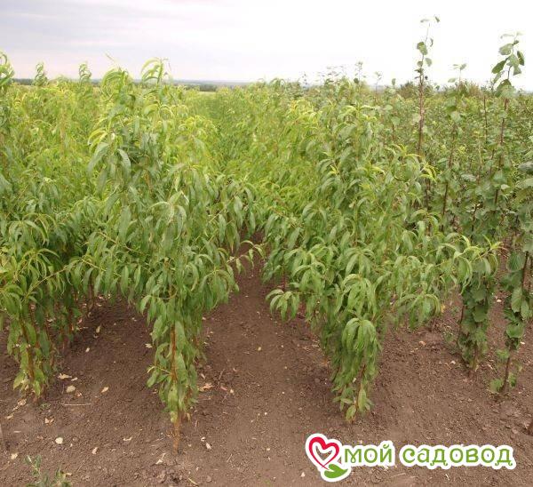 Персик плакучий колонновидный